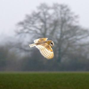 Barn Owl