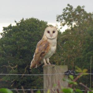 Barnowl smallfile
