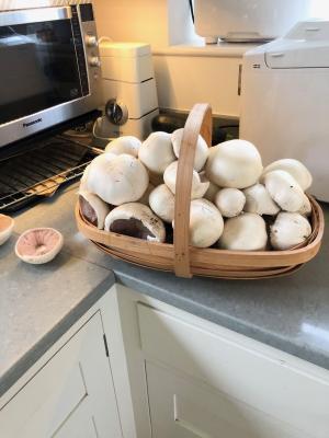 mushrooms 2